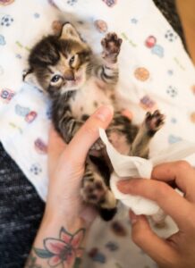νεογέννητα γατάκια αφόδευση