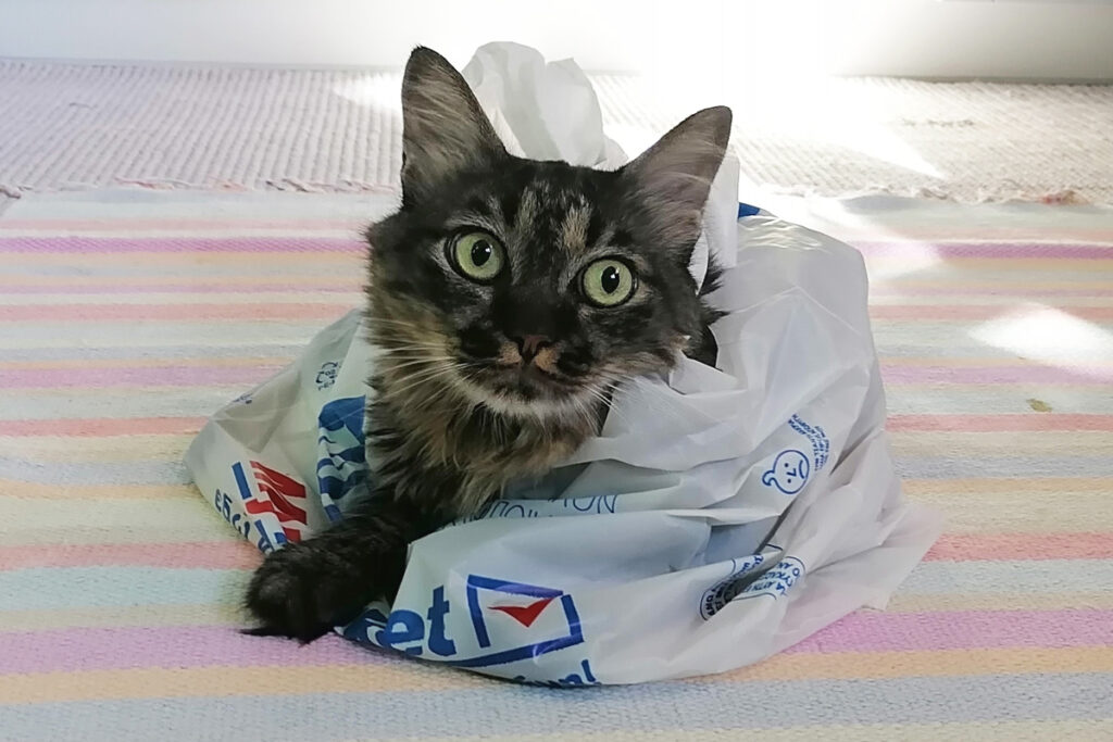 Γάτα Πλαστική Σακούλα