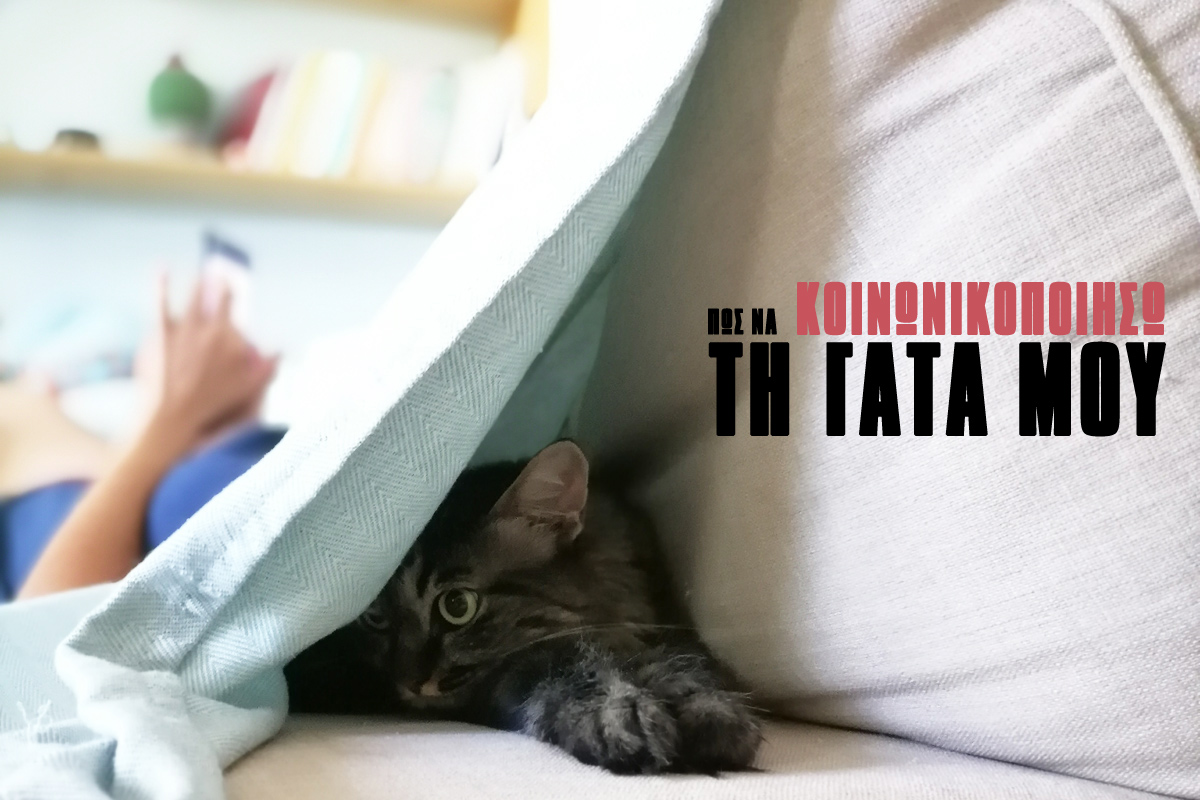 κοινωνικοποιηση γάτας