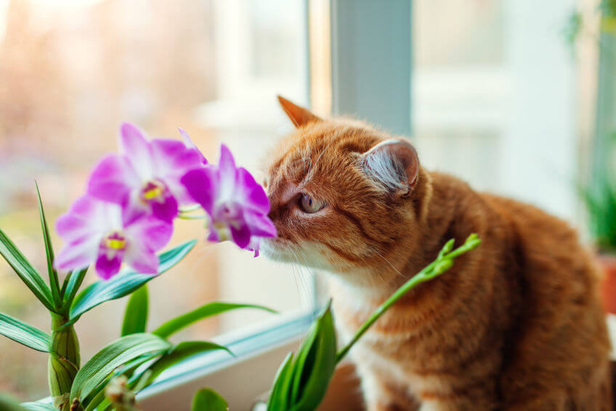 Τοξικά φυτά για γάτες