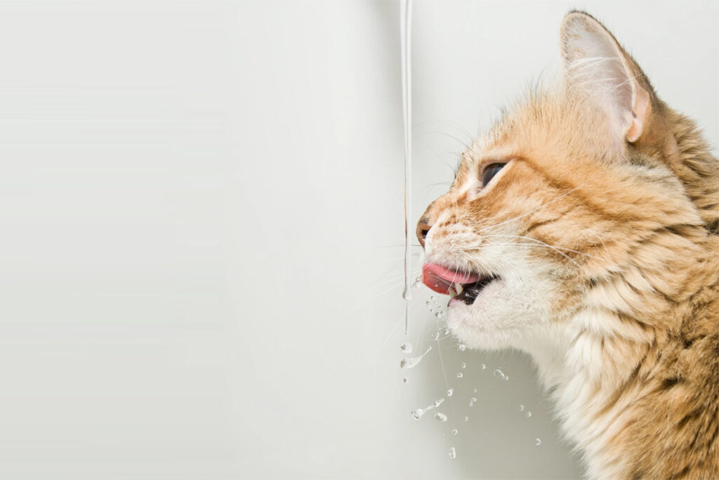 η γάτα μου δεν πίνει νερό