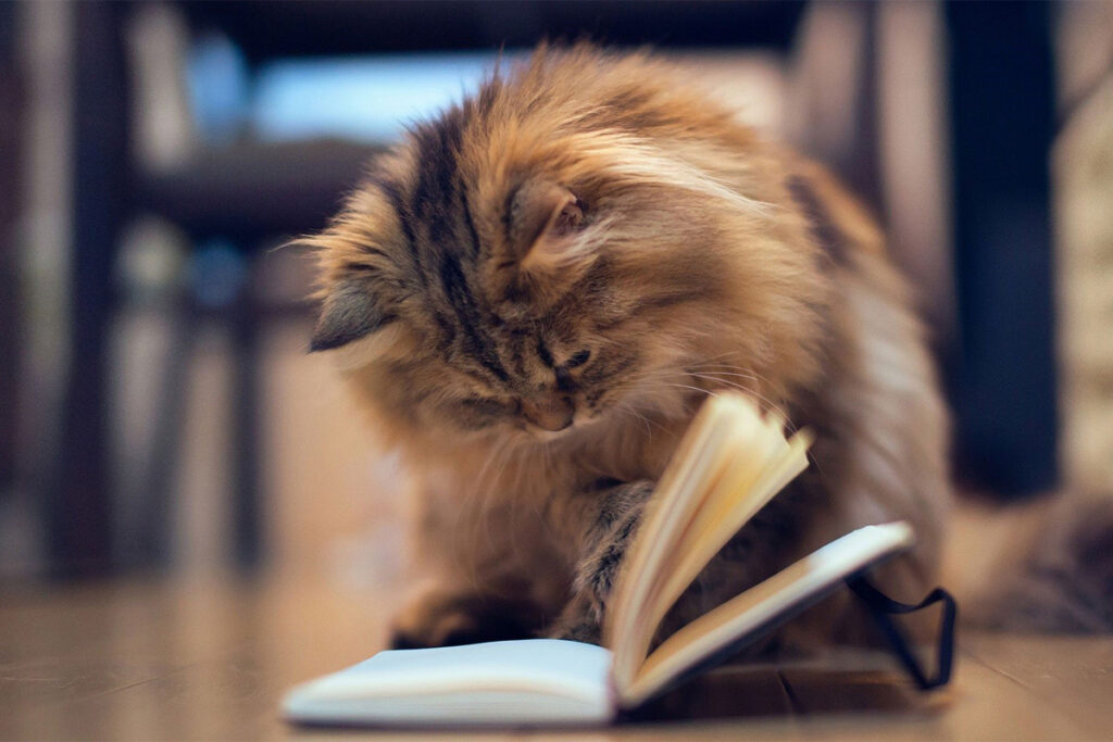 8 Βιβλία με ήρωες γάτες