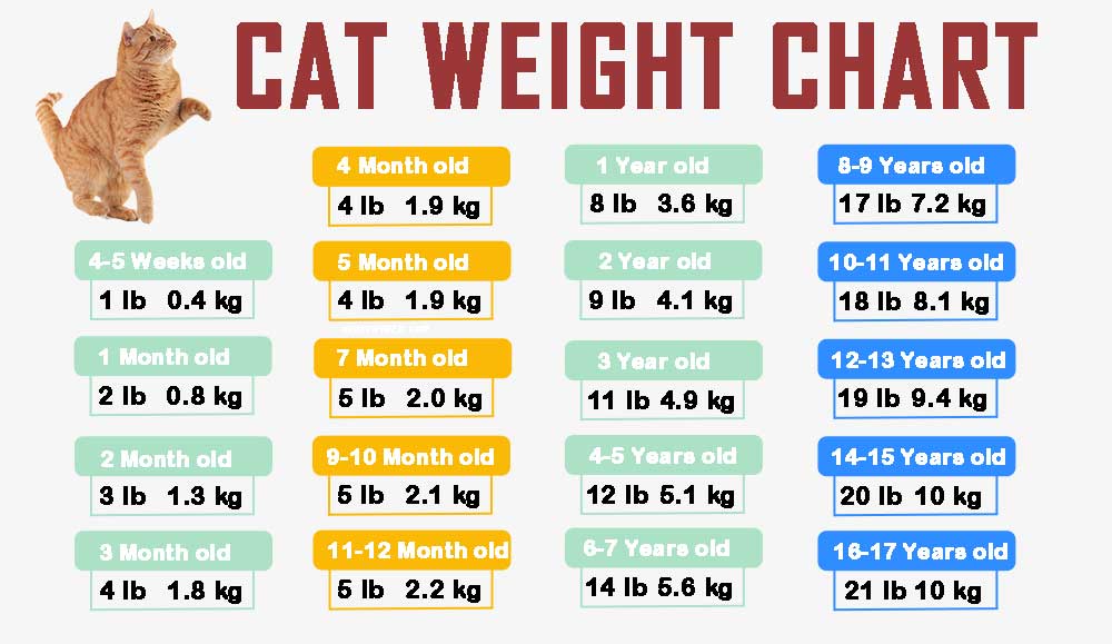 πώς να κάνω το γατάκι μου να χάσει βάρος