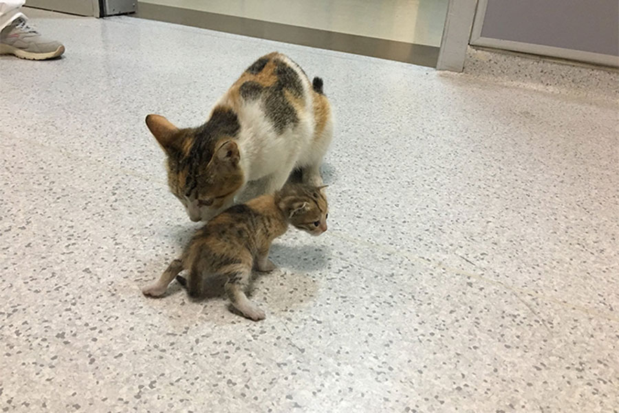 featured-catmom-hospital
