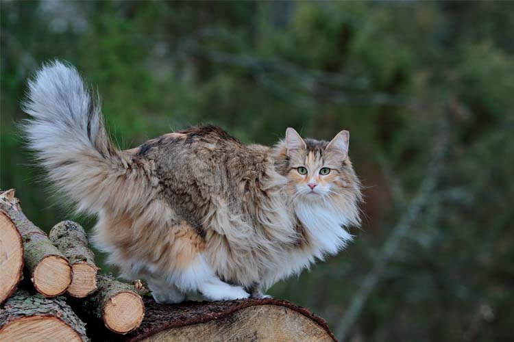 γάτα νορβηγικού δάσους