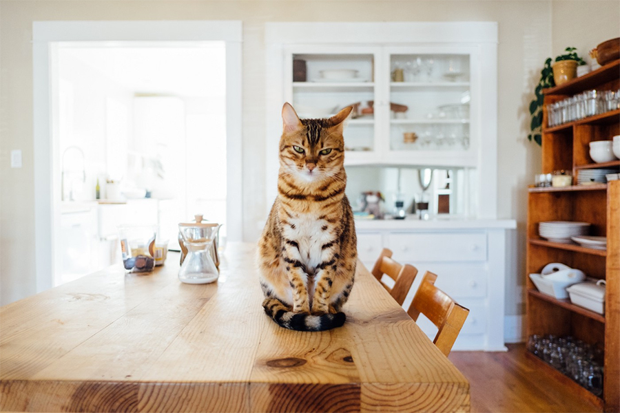 πως να μην ανεβαίνει η γάτα στο τραπέζι