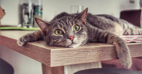 Πως να μην ανεβαίνει η γάτα στο τραπέζι