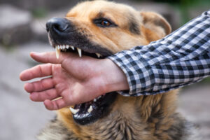 Γιατί με δαγκώνει ο σκύλος μου; Εκπαίδευση σκύλου να μη δαγκώνει