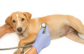 νεφρικη ανεπαρκεια σκυλου συμπτωματα