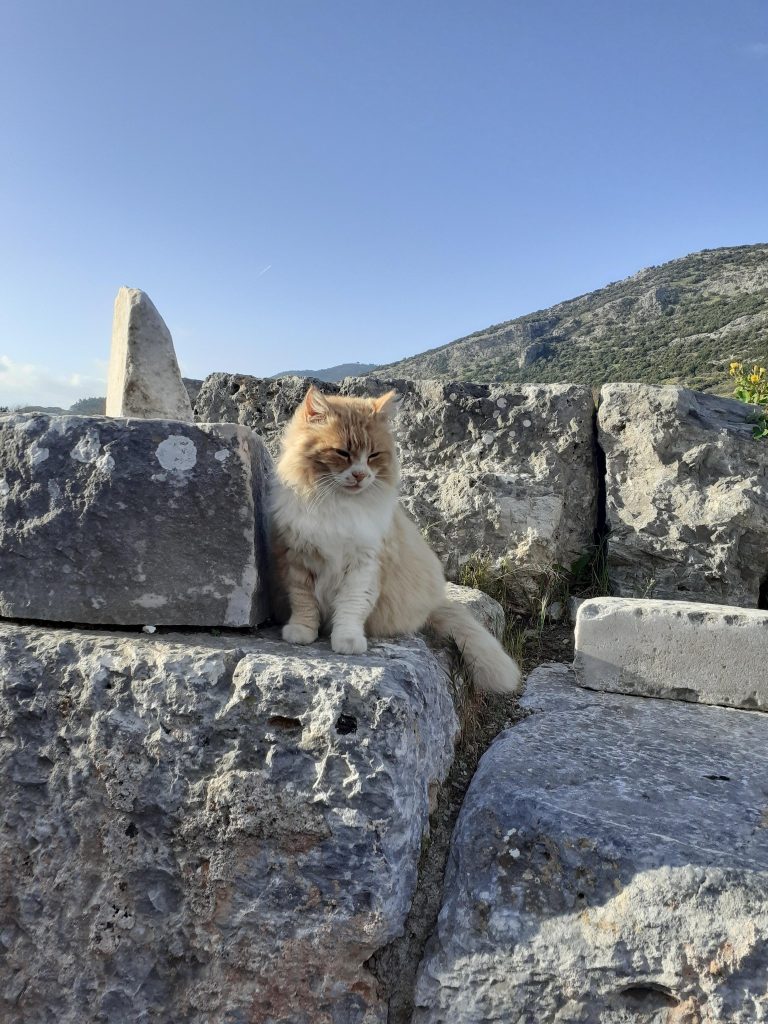Μια γάτα σ ένα αρχαίο μνημείο