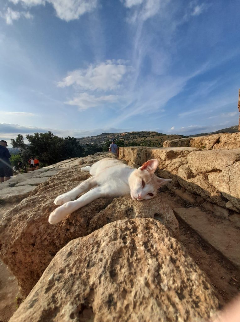 Μια γάτα σ ένα αρχαίο μνημείο