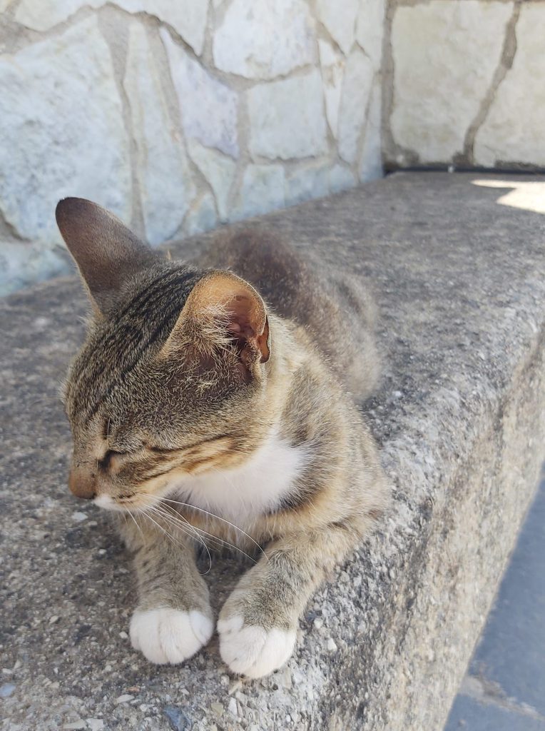 Μια γάτα ποζάρει σ ένα αρχαίο μνημείο