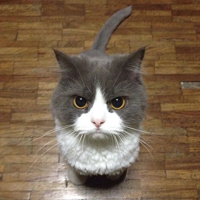 Angry cat!
