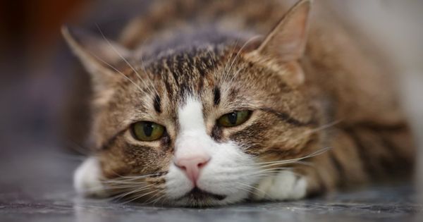 καταθλιψη γατας - η γατα μου δεν εχει διαθεση