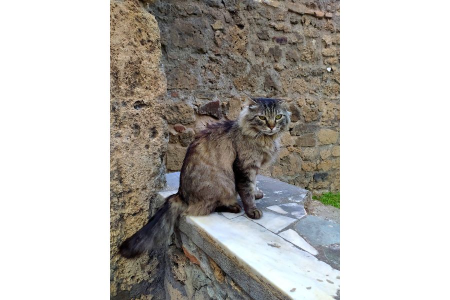 Μια γάτα ποζάρει σ ένα αρχαίο μνημείο
