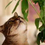 προβλήματα συκωτιού σε γάτα - Τροφή για γάτες με ηπατικά προβλήματα