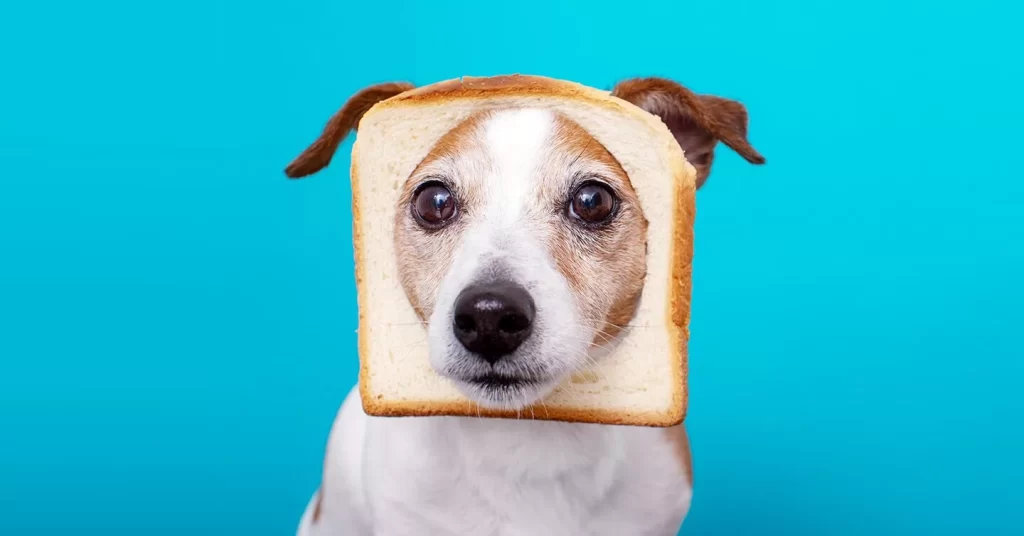 τι δεν πρέπει να τρώνε τα σκυλιά - τι πρέπει να τρώνε τα σκυλιά
