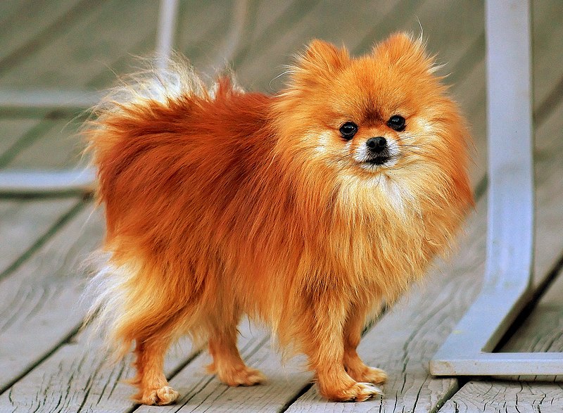 Pomeranian - τα πιο δημοφιλή μικρόσωμα σκυλιά