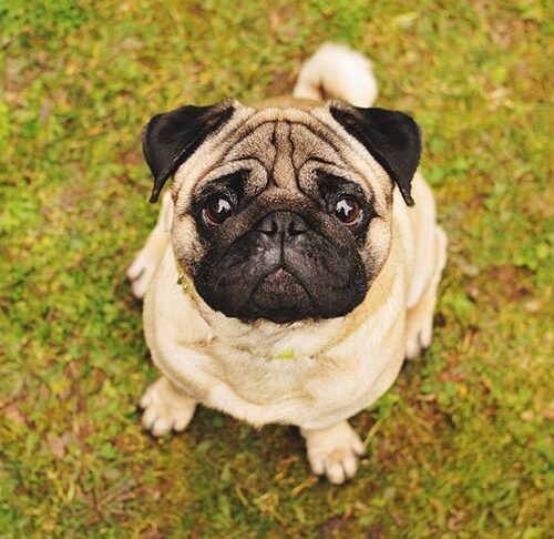 Pug - τα πιο δημοφιλή μικρόσωμα σκυλιά