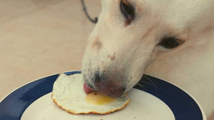 τι δεν πρέπει να τρώνε τα σκυλιά - τι πρέπει να τρώνε τα σκυλιά