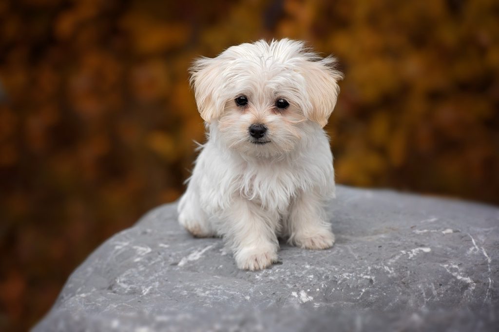 Maltese - τα πιο δημοφιλή μικρόσωμα σκυλιά