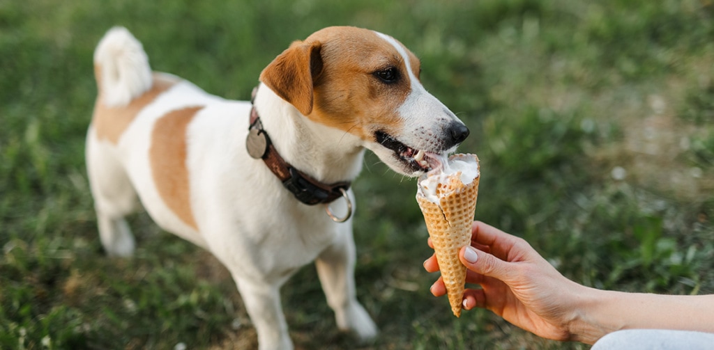 dogs cant eat ice cream