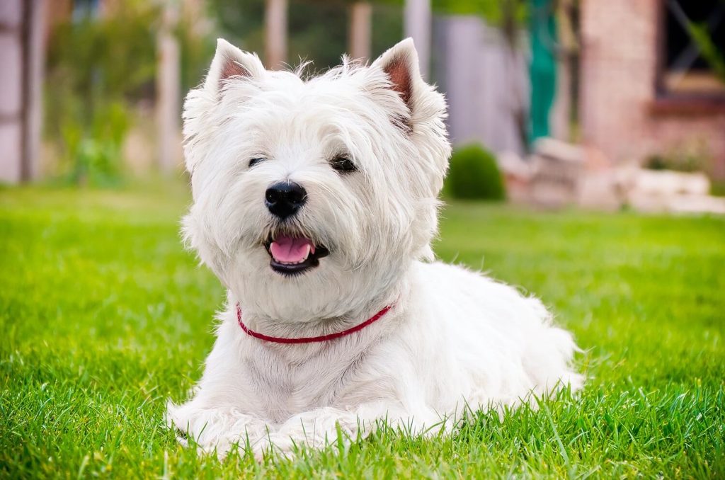 West Highland White Terrier - μικρόσωμα σκυλιά που δεν μαδάνε