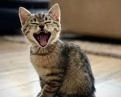 Yowling: Γιατί οι γάτες κάνουν αυτόν τον ήχο;