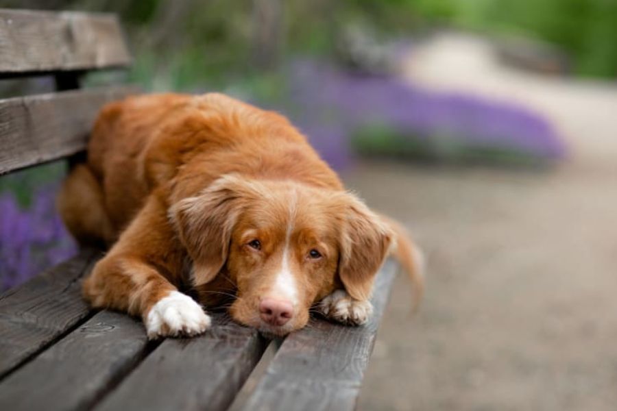 Προσδόκιμο ζωής μετά από διάγνωση για καρκίνο στους σκύλους