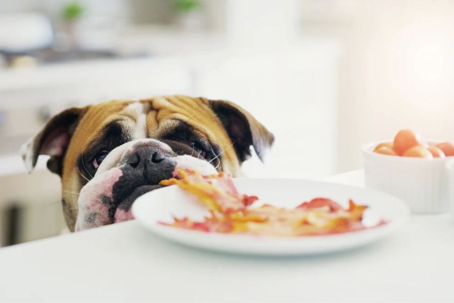 Τροφές που μπορούν και δε μπορούν να φάνε οι σκύλοι