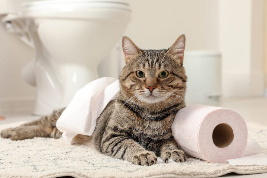 Γιατί οι γάτες παίζουν με το χαρτί υγείας;