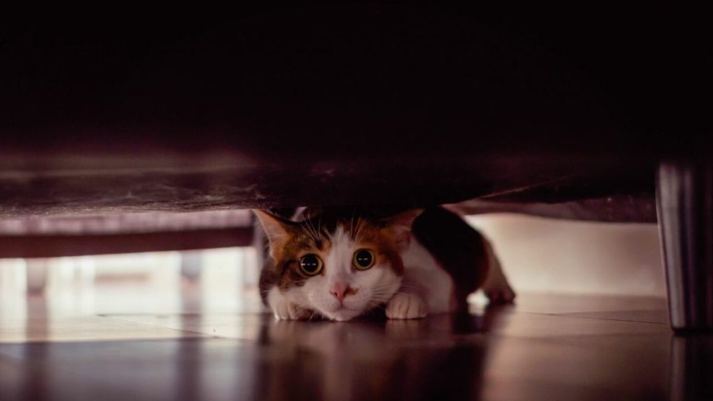 κρύβεται η γάτα γτ φοβάται;