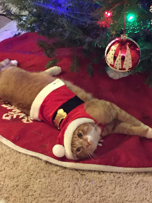 Κάθε φορά που προσπαθεί να σκαρφαλώσει στο δέντρο, τον βάζουμε να φορέσει μια χριστουγεννιάτικη στολή για 15 λεπτά
