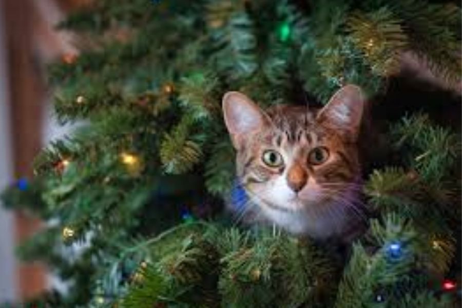 Πως να γλιτώσετε το χριστουγεννιάτικο δέντρο σας από τις γάτες;