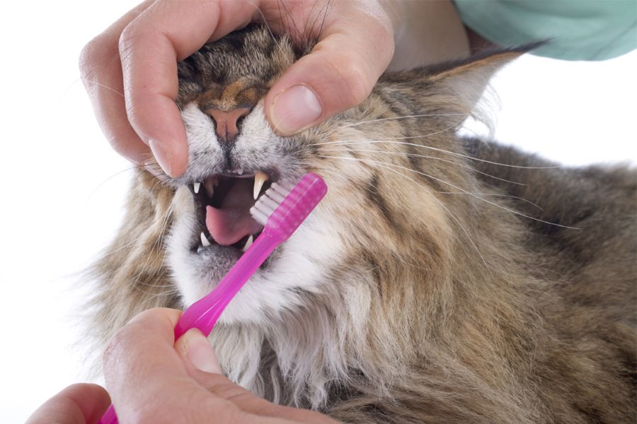 Οι κίνδυνοι απο τον καθαρισμό δοντιών γηραιών γατών