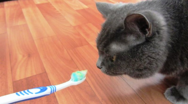 Καλός ή κακός ο καθαρισμός δοντιών στις ηλικιωμένες γάτες;