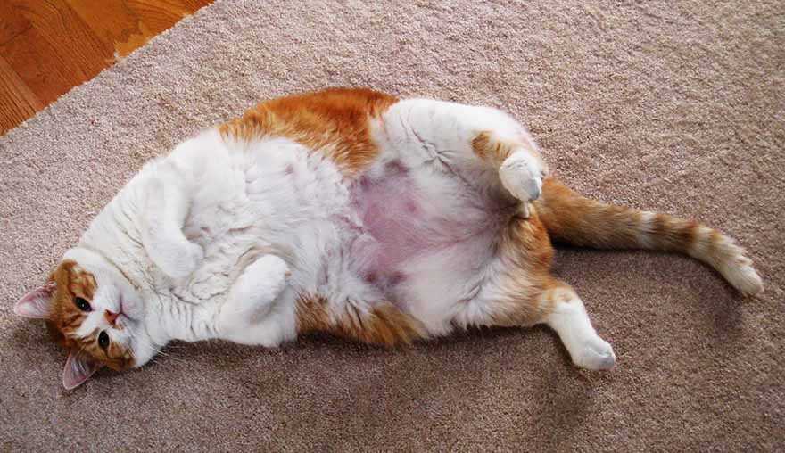 τι γίνεται όταν η γάτα μου είναι υπέρβαρη;