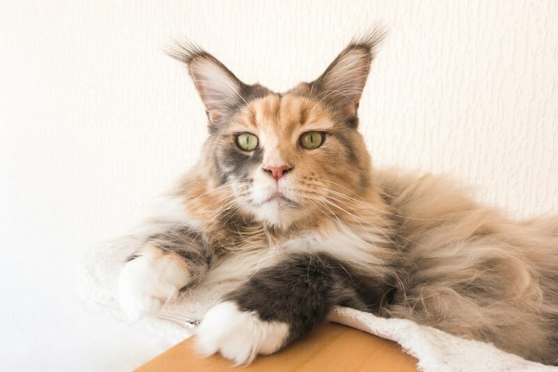 ear tuffts